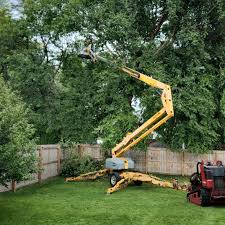 Best Tree Disease Treatment  in Woodruff, SC