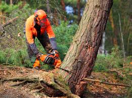 Best Tree Preservation Services  in Woodruff, SC