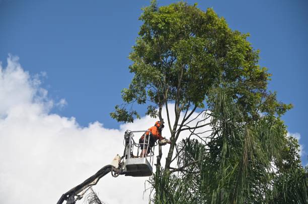 Best Seasonal Cleanup (Spring/Fall)  in Woodruff, SC