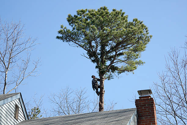 Best Hedge Trimming  in Woodruff, SC