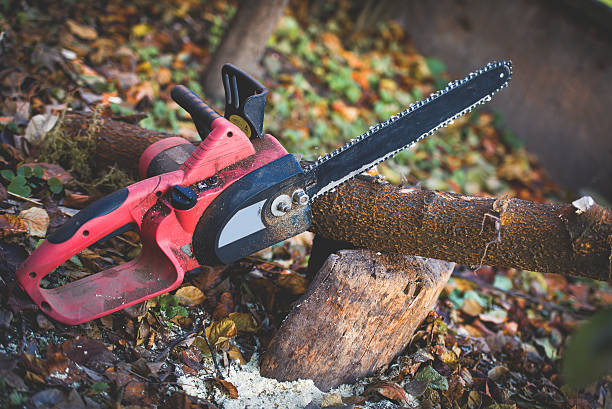 Best Fruit Tree Pruning  in Woodruff, SC